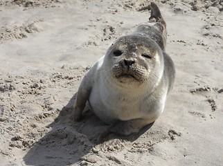 Image showing Seal in the sand.