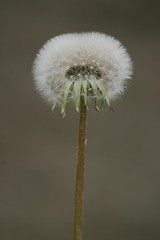 Image showing Dandelion