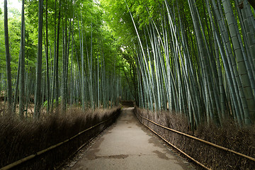 Image showing Arashiyama Bamboo Forest