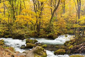 Image showing Oirase Mountain Stream in autumn season