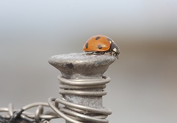 Image showing Ladybird