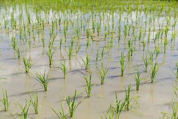 Image showing Planting rice field