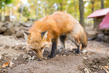 Image showing Cute fox at park