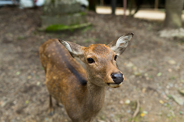 Image showing Cute deer