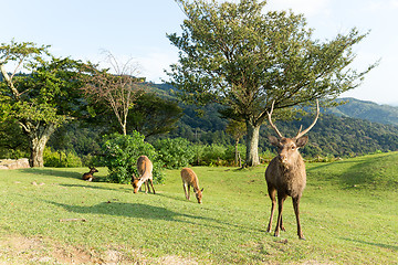 Image showing Fallow Deer