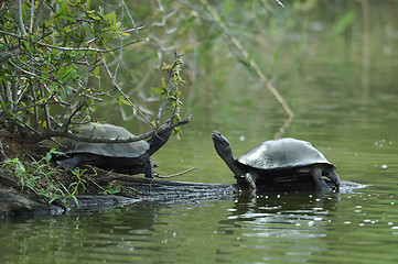 Image showing tortoises on the bank