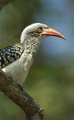 Image showing a young Southern yellow billed hornbil