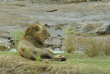 Image showing Lion male in Kruger Park i