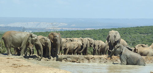 Image showing elephants drinking at Addo Elephant Park