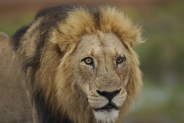 Image showing Lion male portrait in Kruger Park in South Africa