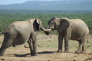 Image showing Fighting of two elephants males in South Africa