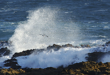 Image showing Seagull near a big wave in South africa