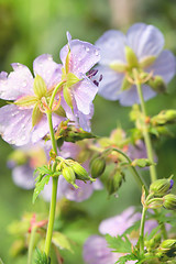 Image showing Purple Geranium Pretense Flowers