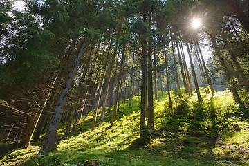 Image showing Scene pine forest 