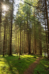 Image showing Scene  Forest with Sun Rays 