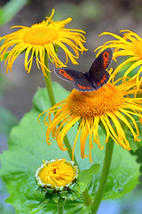 Image showing Red Admiral (Vanessa atalanta)