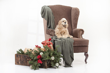 Image showing Dog In The Armchair