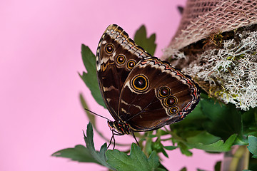 Image showing Morpho butterfly