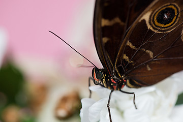 Image showing Morpho butterfly