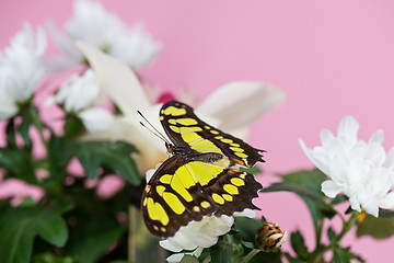 Image showing Colorful yellow butterfly