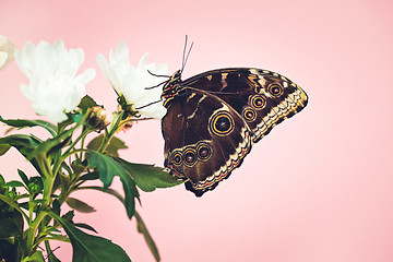 Image showing Morpho butterfly