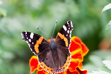 Image showing Colorful orange butterfly