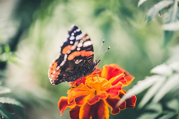 Image showing Colorful orange butterfly