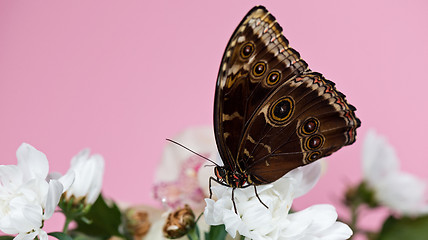 Image showing Morpho butterfly