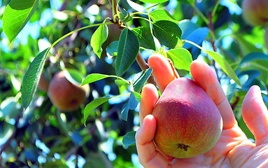 Image showing Organic pears.