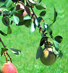 Image showing Organic pears.