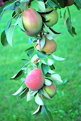 Image showing Organic pears.