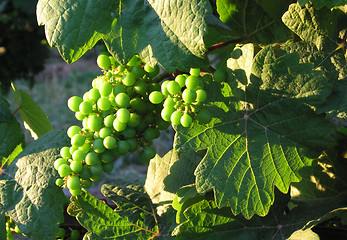 Image showing french grapes in Alsace