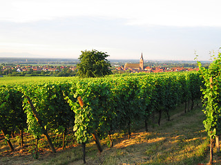 Image showing french wineyard in alsace