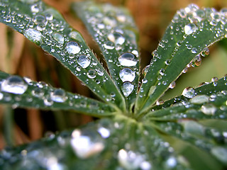 Image showing Green Plant