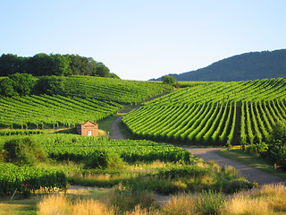 Image showing vineyard in Alsace