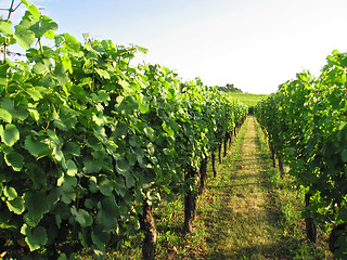 Image showing French vineyard