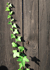 Image showing Grenn ivy climbing