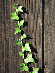 Image showing Grenn ivy climbing