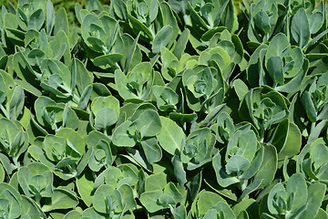 Image showing Stonecrop green leaves
