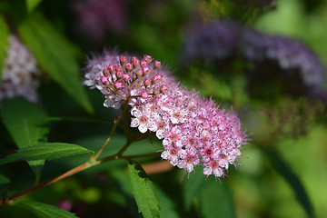 Image showing Japanese meadowsweet