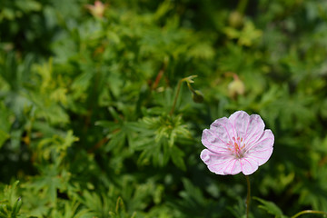 Image showing Striped bloody cranesbill