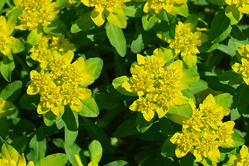 Image showing Cushion spurge