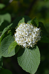 Image showing Wayfaring tree flowers