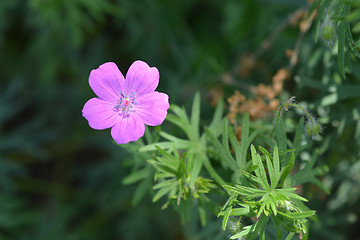 Image showing Bloody geranium