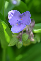 Image showing Spiderwort flower