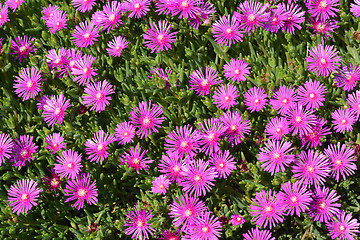 Image showing Trailing Iceplant