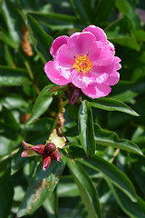 Image showing Pink peony