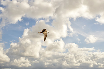 Image showing Seagull in the sky. summer time near the sea