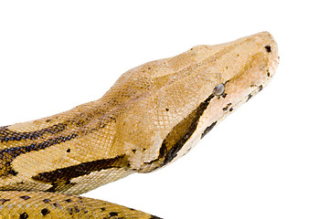 Image showing Head of a Boa