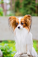 Image showing Portrait of a papillon purebreed dog